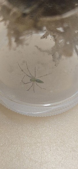 Peucetia lucasi