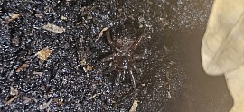 Cyclocosmia latusicosta