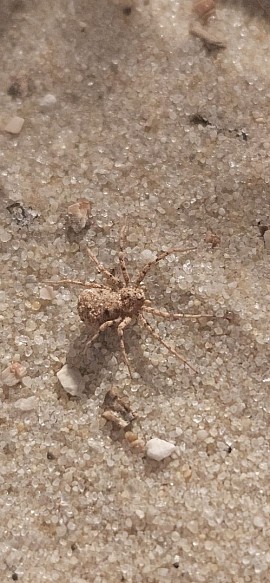 Sicarius gracilis