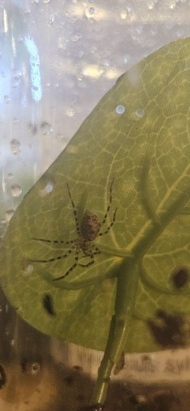 Viridasius sylvestris