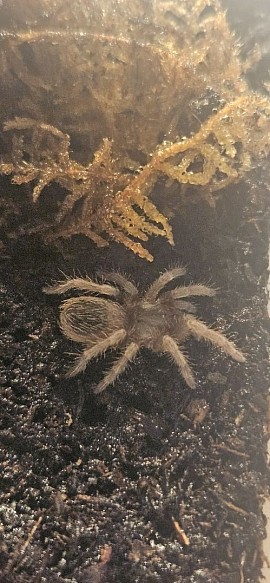 Nhandu carapoensis