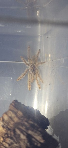 Stromatopelma calceatum