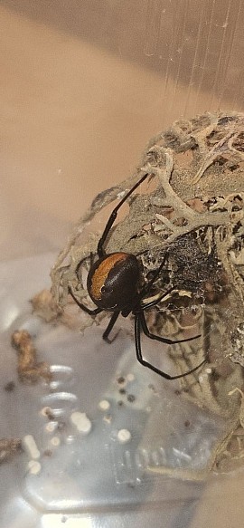 Latrodectus hasselti