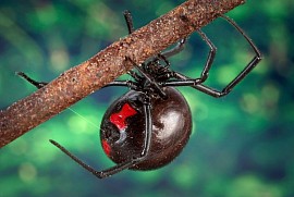 Latrodectus mactans
