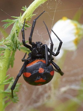 Latrodectus tredecimguttatus