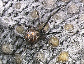 Latrodectus geometricus