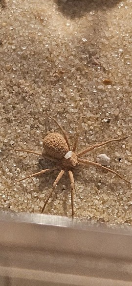 Sicarius thomisoides