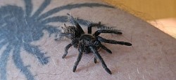 Tliltocatl albopilosus