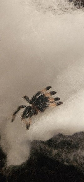 Psalmopoeus cambridgei