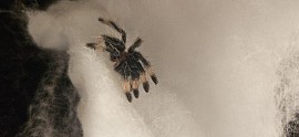 Psalmopoeus cambridgei