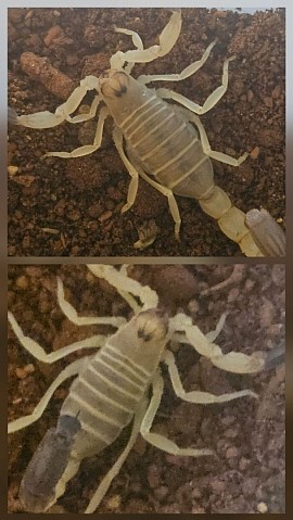 1.1 Androctonus australis