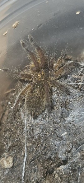 Harpactira pulchripes NZ 07/26