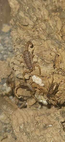 Hadruroides NZ 07/26
